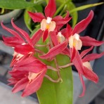 Rodridenia Woon Leng's Red Gem-Flowering Size